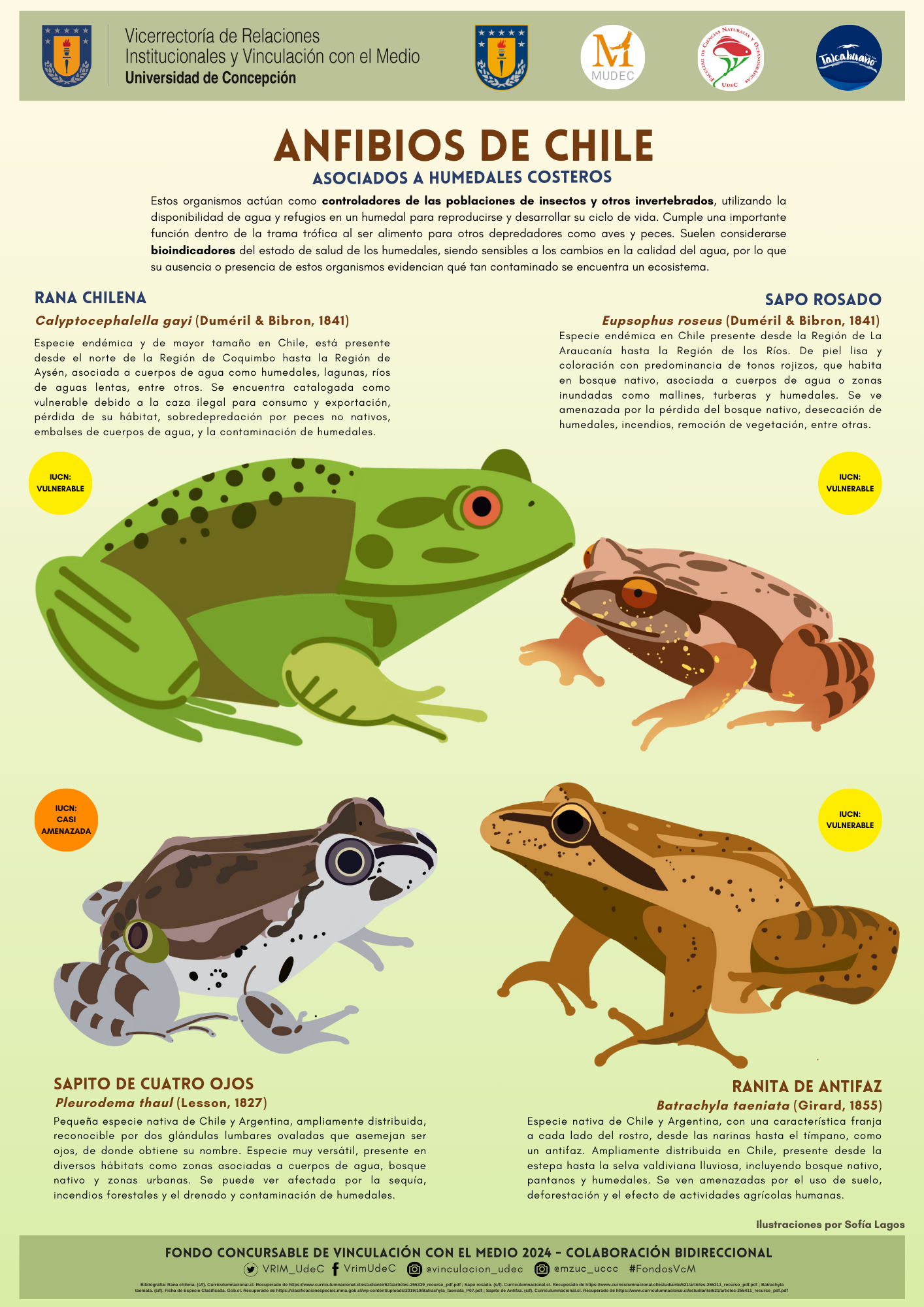 Anfibios