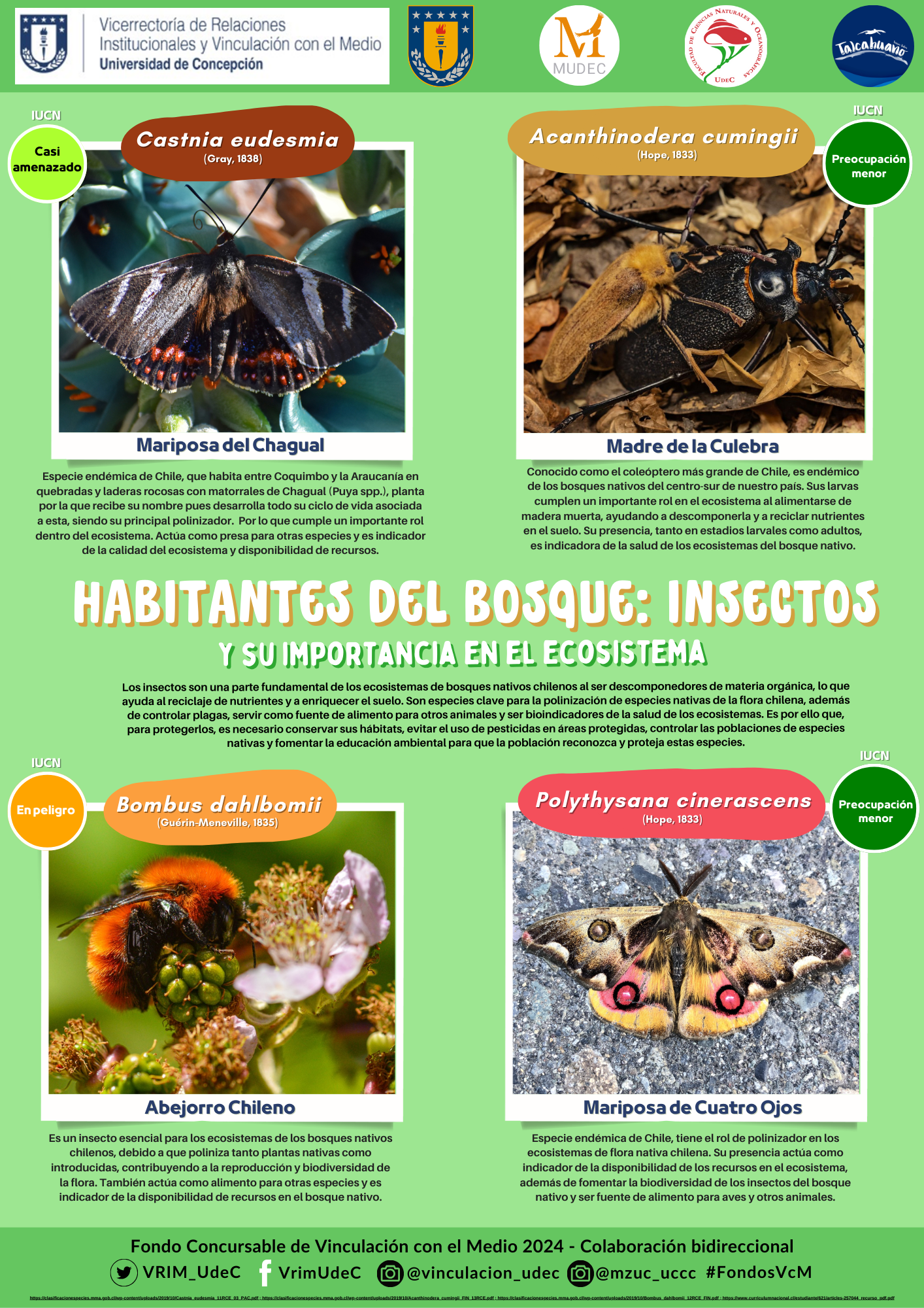 Insectos