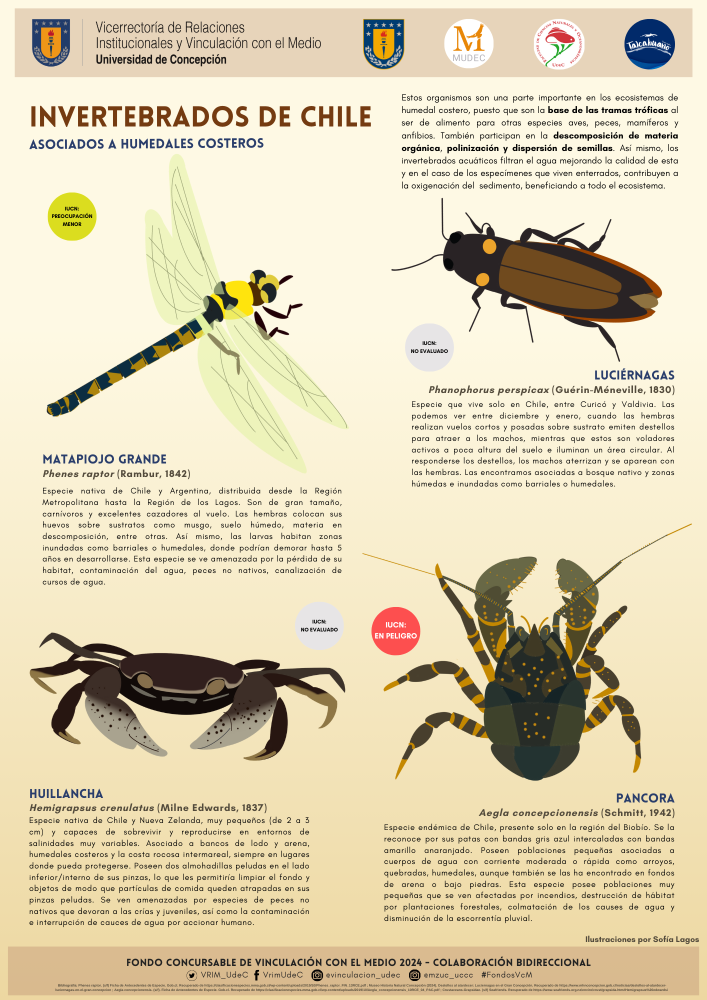 Invertebrados humedales